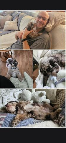 Teddybear Cockapoo, Pick of the Litter, Rare Brown  Merle color - Photo 4