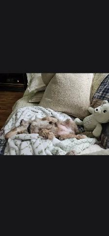 Teddybear Cockapoo, Pick of the Litter, Rare Brown  Merle color - Photo 5