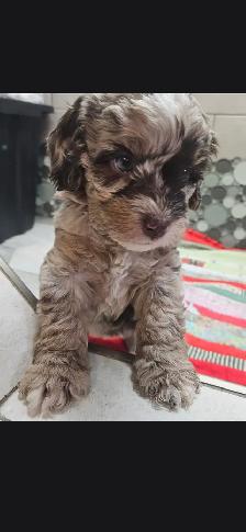 Teddybear Cockapoo, Pick of the Litter, Rare Brown  Merle color - Photo 6
