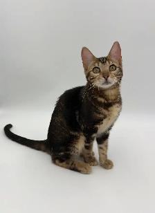 TICA Registered Bengal Kitten