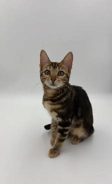 TICA Registered Bengal Kitten - Photo 2