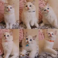 Ragdoll kittens looking for new homes