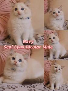 Ragdoll kittens looking for new homes - Photo 2