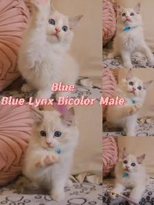 Ragdoll kittens looking for new homes - Photo 3
