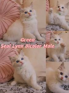 Ragdoll kittens looking for new homes - Photo 4