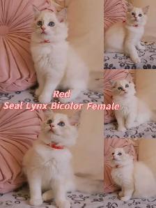 Ragdoll kittens looking for new homes - Photo 5