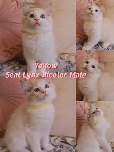 Ragdoll kittens looking for new homes - Photo 6