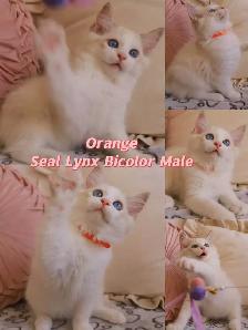 Ragdoll kittens looking for new homes - Photo 7