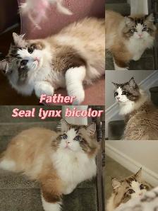 Ragdoll kittens looking for new homes - Photo 8