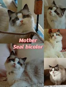 Ragdoll kittens looking for new homes - Photo 9