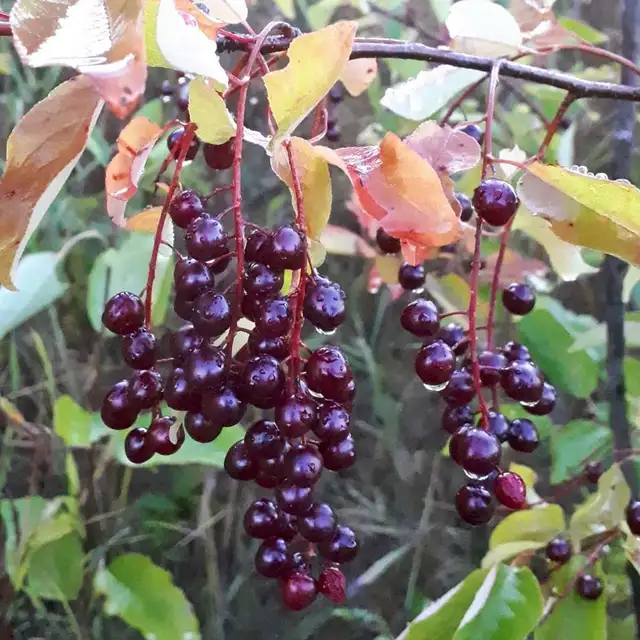 chokecherry