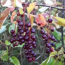 chokecherry
