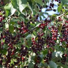 chokecherry - Photo 2