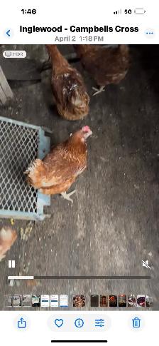 chikens brown layers 80 available
