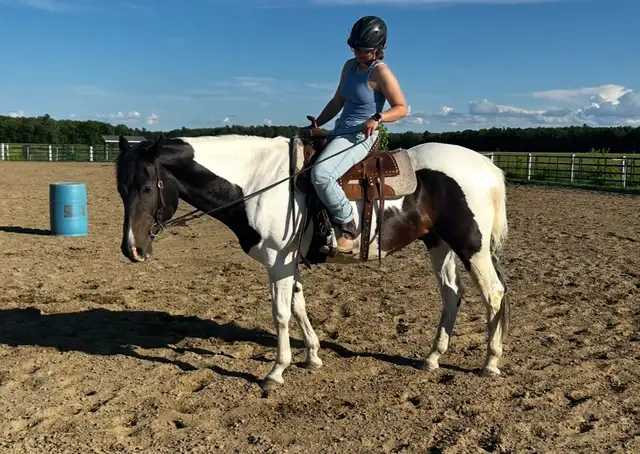 Paint horse a vendre !