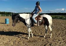Paint horse a vendre !