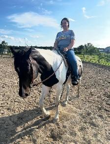 Paint horse a vendre ! - Photo 2