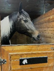 Paint horse a vendre ! - Photo 3