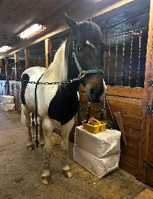 Paint horse a vendre ! - Photo 4