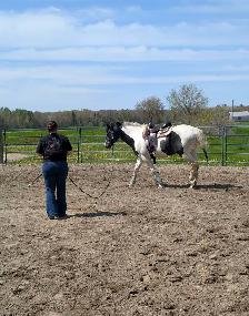 Paint horse a vendre ! - Photo 5