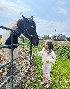 Paint horse a vendre ! - Photo 6