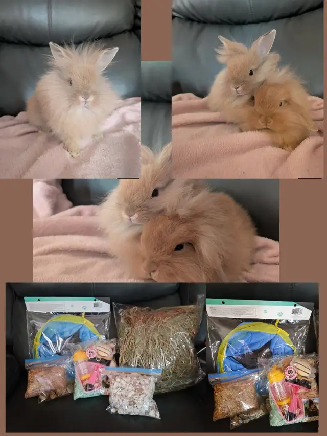 Lapins têtes de lions