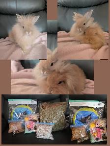 Lapins têtes de lions