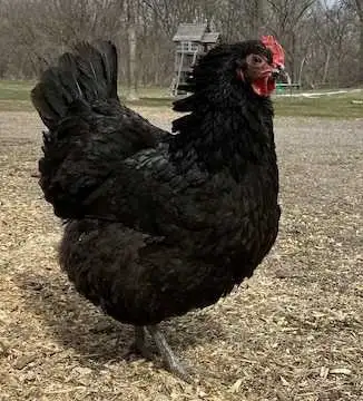 Poule pondeuse