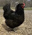 Poule pondeuse