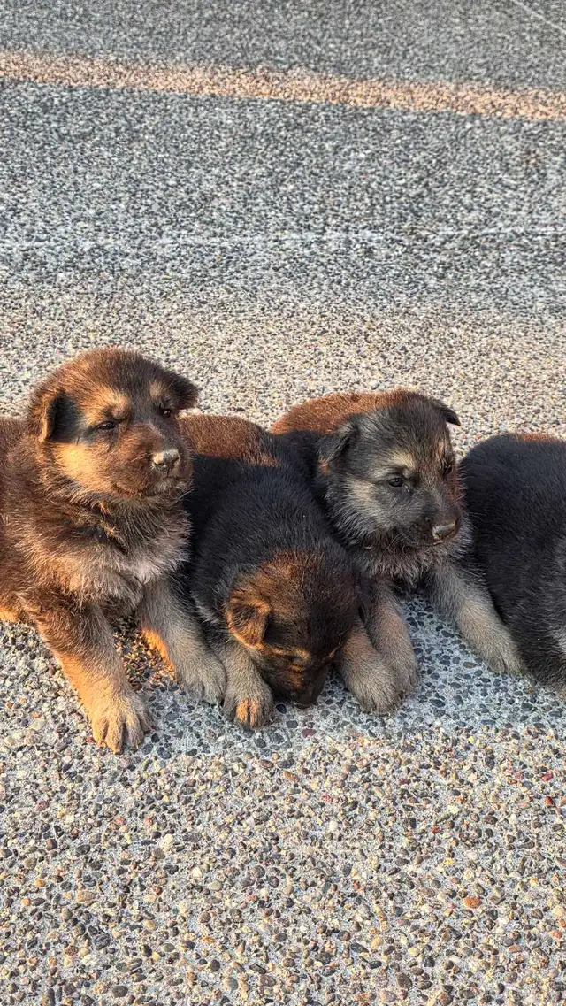 German Shepherd Puppies