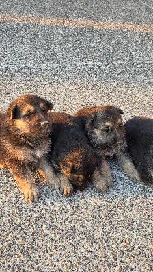German Shepherd Puppies