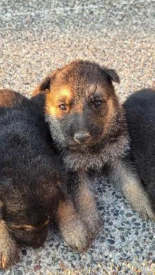 German Shepherd Puppies - Photo 2