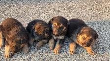 German Shepherd Puppies - Photo 3