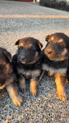 German Shepherd Puppies - Photo 4