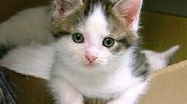 No.1 Dog Walking & Petsitting Services - Photo 7
