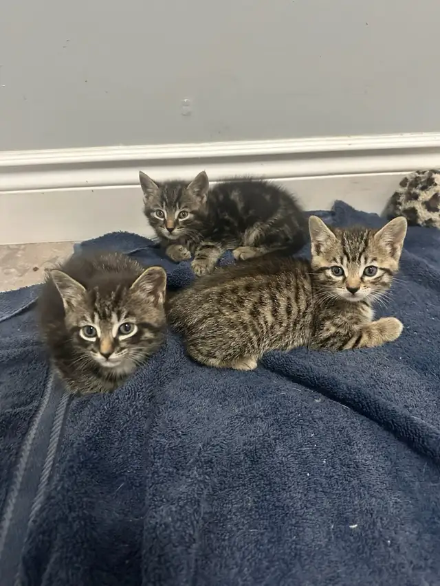 Tabby kittens