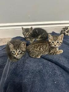 Tabby kittens