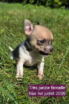 Très petits chiots Chihuahua mélangés