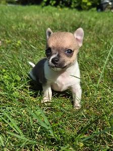 Très petits chiots Chihuahua mélangés - Photo 2