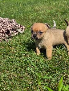 Très petits chiots Chihuahua mélangés - Photo 3