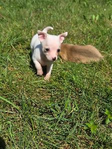 Très petits chiots Chihuahua mélangés - Photo 4
