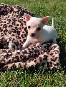 Très petits chiots Chihuahua mélangés - Photo 5