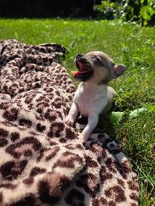 Très petits chiots Chihuahua mélangés - Photo 7