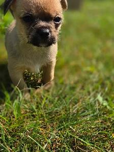 Très petits chiots Chihuahua mélangés - Photo 8