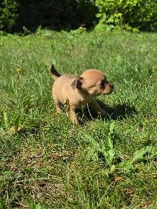 Très petits chiots Chihuahua mélangés - Photo 9