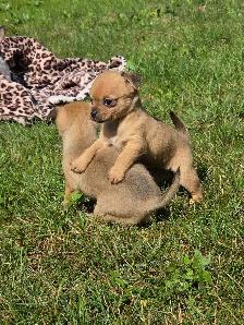 Très petits chiots Chihuahua mélangés - Photo 10