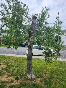Tree removal/abattage d'arbres