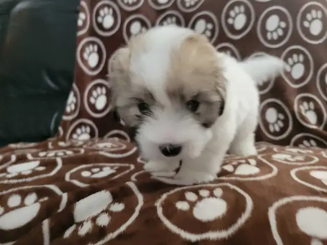 Purebred Coton De Tulear Puppies