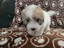 Purebred Coton De Tulear Puppies