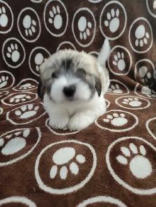 Purebred Coton De Tulear Puppies - Photo 2
